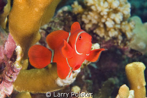 So many species of anemone fish in the Solomon Islands by Larry Polster 